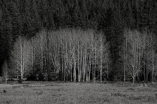 Treeline Contrast - Yosemite National Park, CA