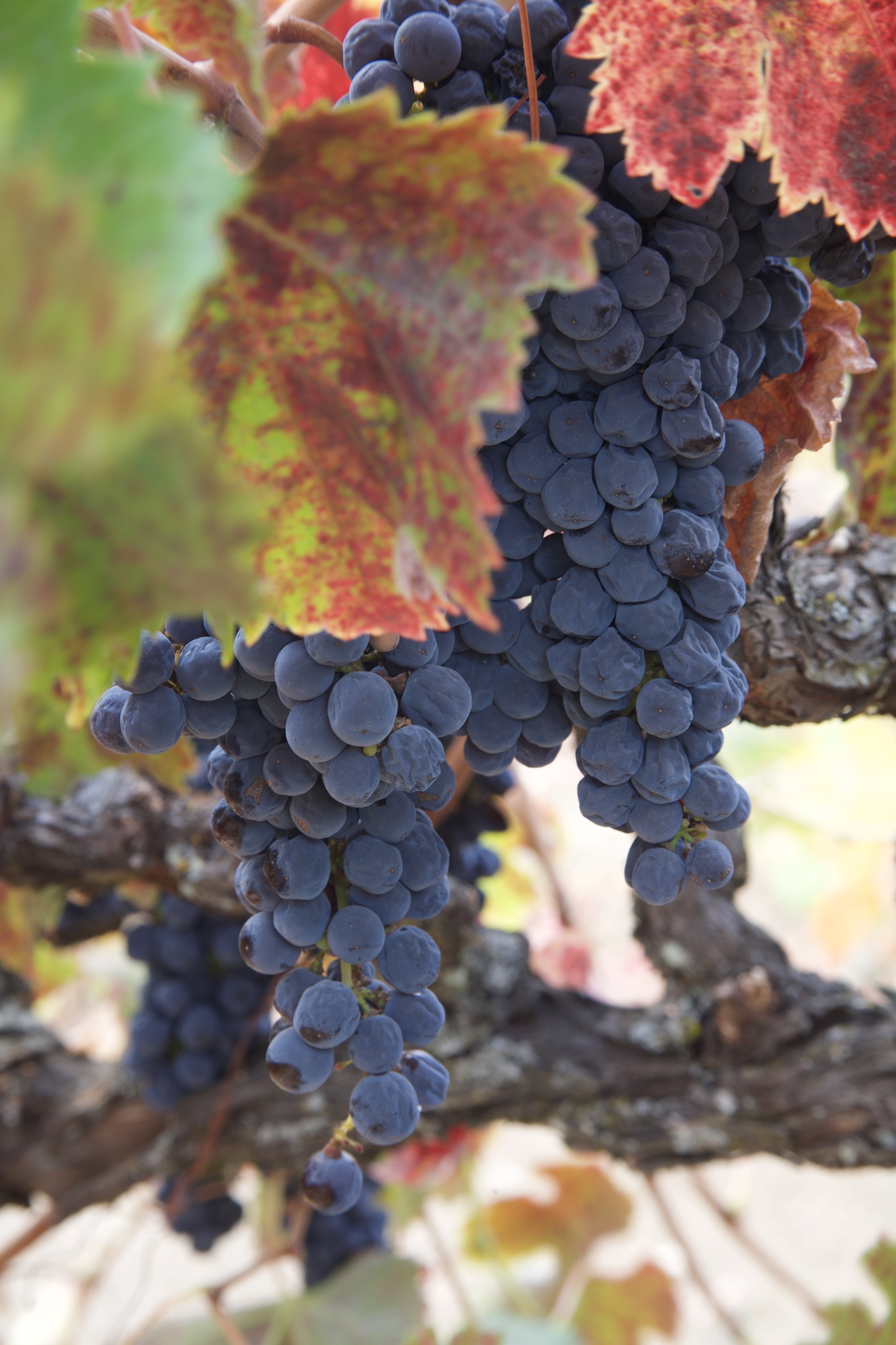 Grapes on Vines - Napa, CA